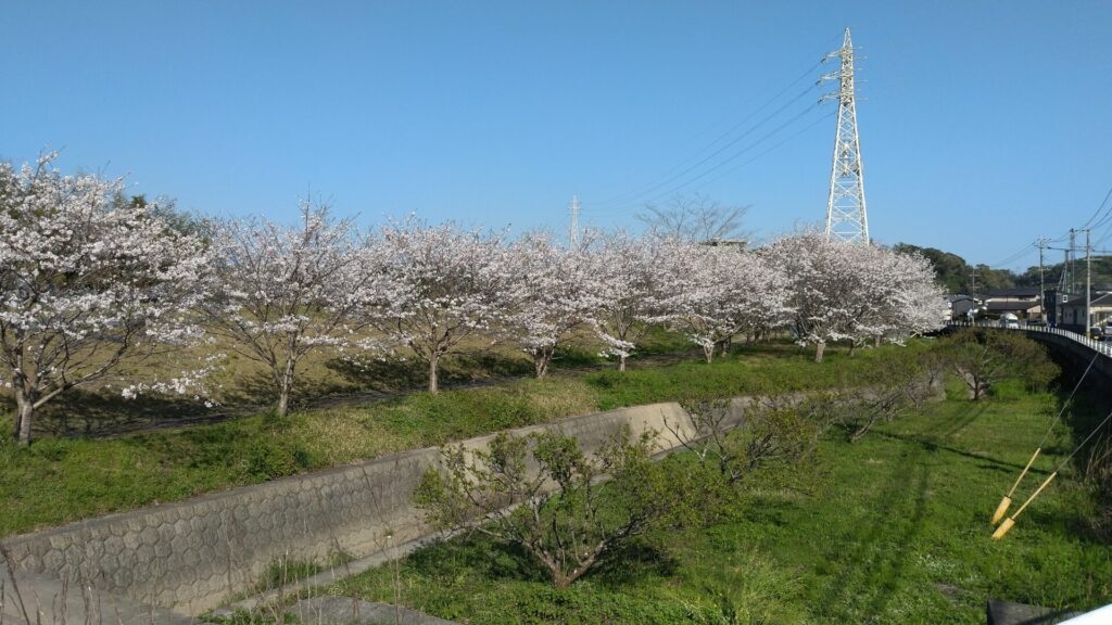 桜🌸キレイに咲いていました