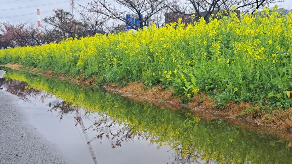 もうすぐ春ですねぇ。