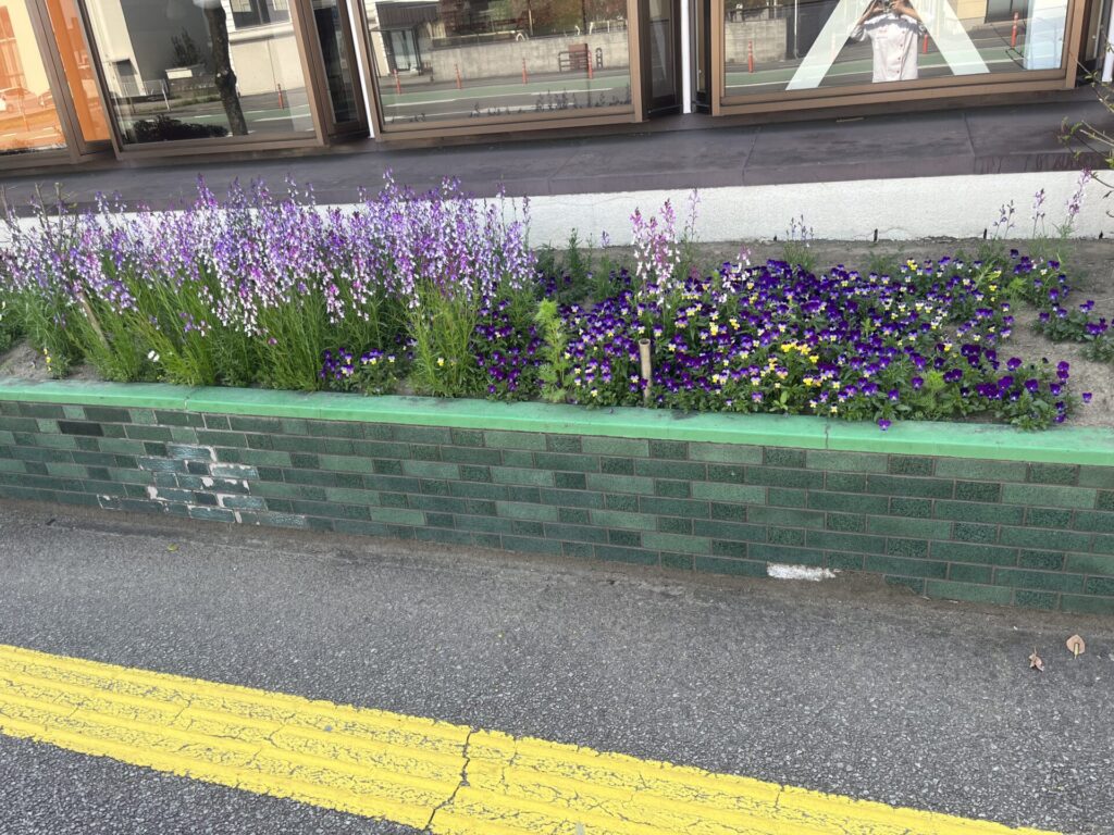 春が来ました🌸