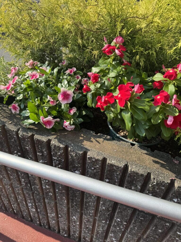 暑い中でも綺麗に咲いています😍