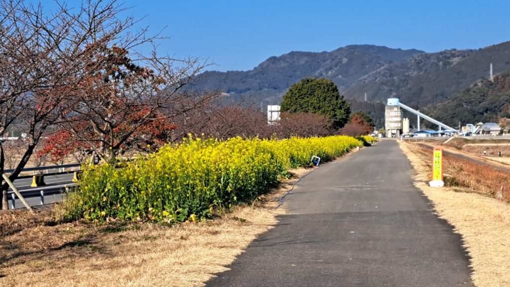 春先取りの菜の花畑。