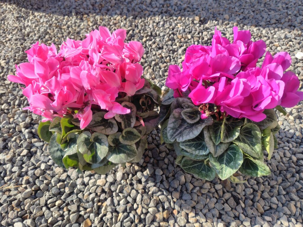 お花をいただきました😊