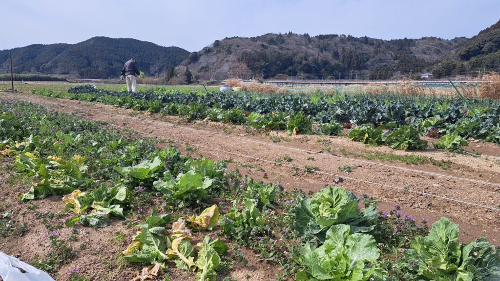 できたて野菜、収穫しました。