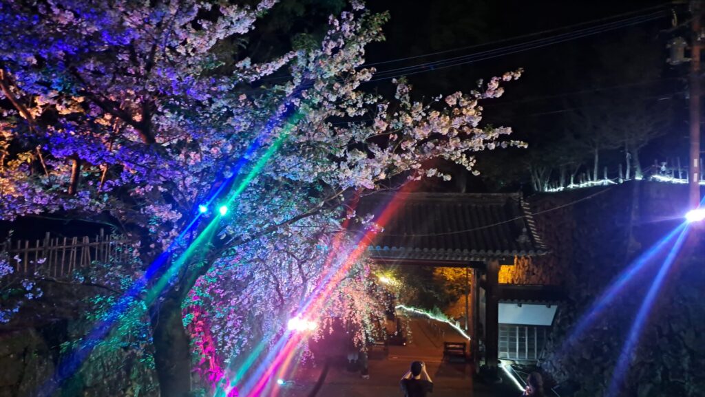 お花見しました。その②